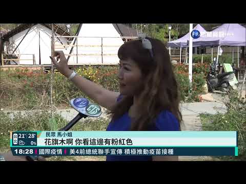 高雄寶來花旗木盛放 粉紅花海好浪漫