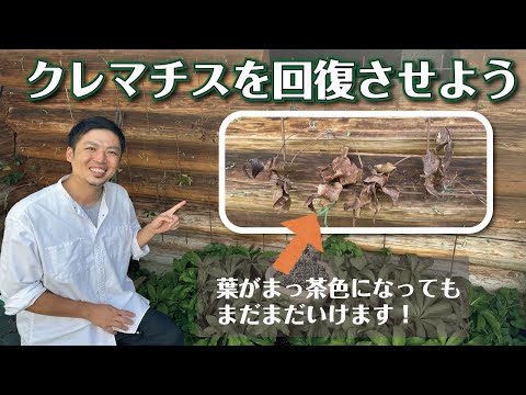 園芸 バーニング クレマチス、フレーム クレマチス、ペッパー クレマチス、フレグランス クレマチス