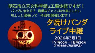 【生配信】夕焼けパンダ