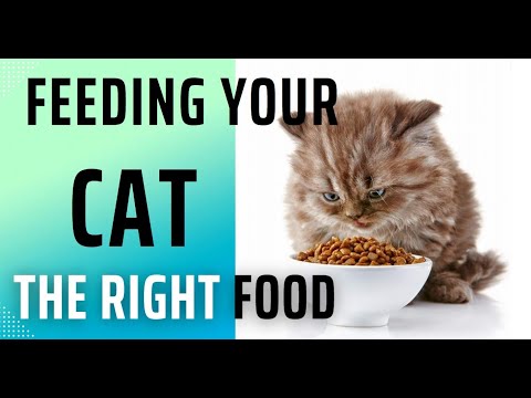 Feeding Your Cat:  Choosing the Right Food