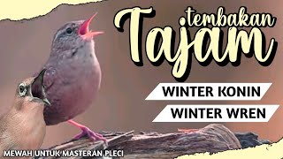 Download lagu TEMBAKAN TAJAM WINTER KONIN / WINTER WREN UNTUK MASTERAN PLECI MEWAH #masteranpleci mp3 Download lagu TEMBAKAN TAJAM WINTER KONIN / WINTER WREN UNTUK MASTERAN PLECI MEWAH #masteranpleci mp3