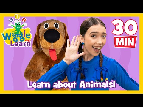 Wiggle and Learn - Animals! 🐄 Educational Video for Toddlers 🐒 Kids Preschool Songs 🐔 The Wiggles