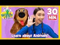 Wiggle And Learn Animals Educational Video For Toddlers Kids Preschool Songs The Wiggles