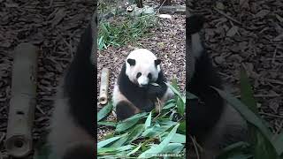 Hua Hua’s Crunching Time | iPanda #shorts