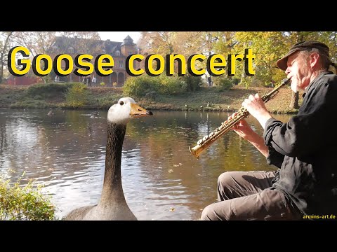 Goose concert at the castle ! AUTUMN MOOD AT THE CASTLE / ARMIN KÜPPER : soprano saxophone