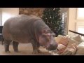 I Want a Hippopotamus for Christmas