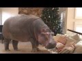 I Want a Hippopotamus for Christmas 