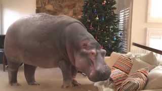 I Want a Hippopotamus for Christmas