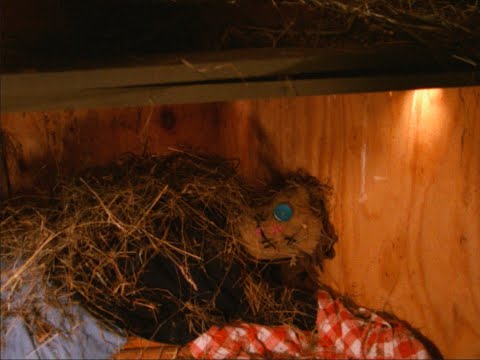 Strawman - A Surrealist Short Film