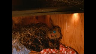 Strawman - A Surrealist Short Film