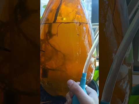 Oops I bred another danio