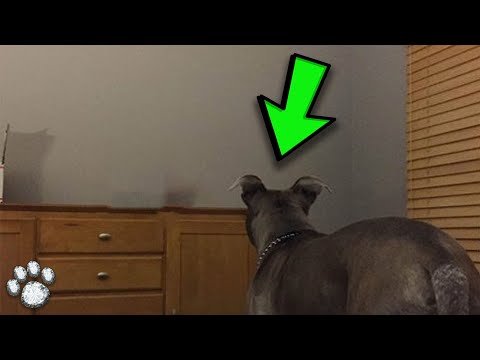 Man Discovers Shocking Reason Why His Dog Stares at Wall at Night