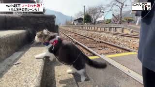 Vol.150「にゃん旅鉄道」春を探すにゃ！