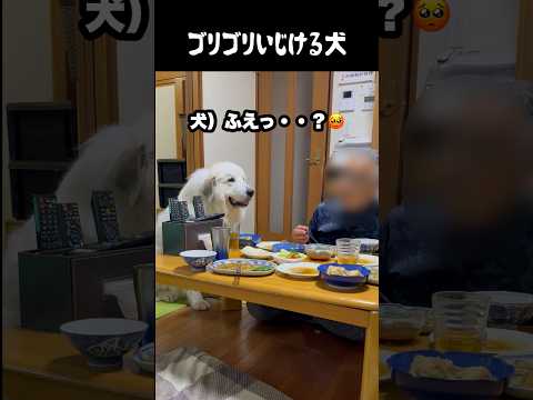 わかりやすくいじける愛犬　#greatpyrenees #犬のいる生活 #大型犬のいる生活 #大型犬 #大型犬と暮らす #グレートピレニーズ #癒し #愛犬 #可愛い