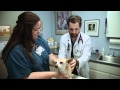 Welcome To Research Boulevard Pet Bird Hospital