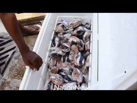 Nation Update Fish Market reopens