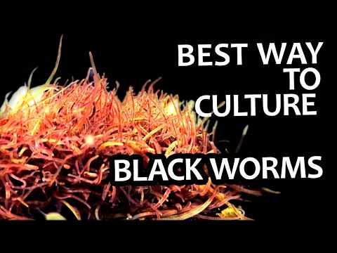 How to Culture Blackworms. Gut-loading for more nutrition. Growing the best food for aquarium fish
