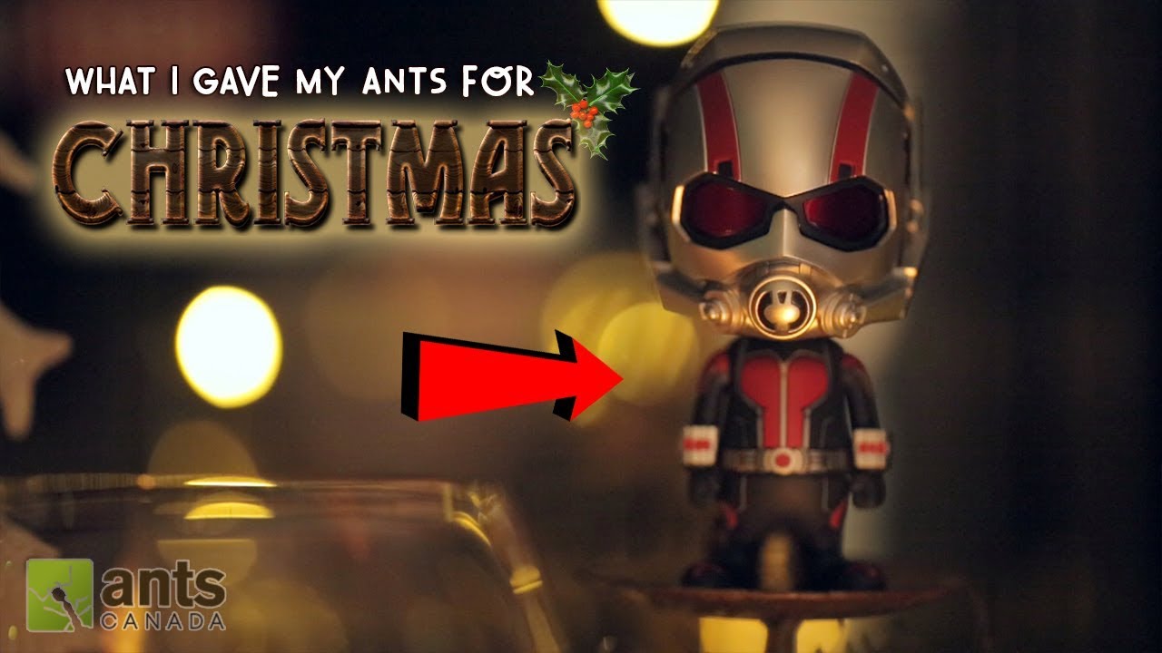 WHAT I GAVE MY ANTS FOR CHRISTMAS 2017!