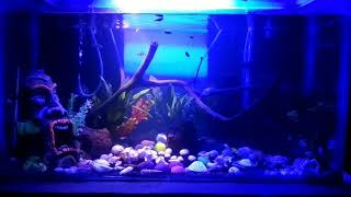 preview picture of video 'Aquarium decoration | aquarium light'