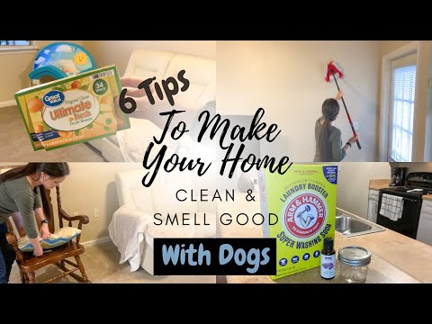 GETTING RID OF DOG ODOR | 6 WAYS TO MAKE YOUR HOUSE CLEAN AND SMELL GOOD WITH DOGS | CLEAN WITH ME