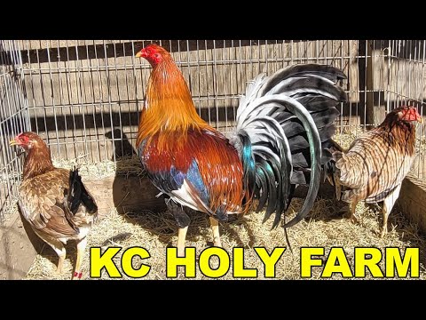 Pure Kelso Asil Sweater Roundhead Yellow Leg Hatch - Beautiful Birds Kc Holy Farm Mexico