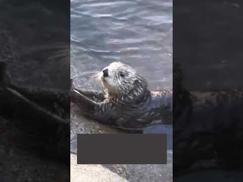 how sea otters store foods 😱