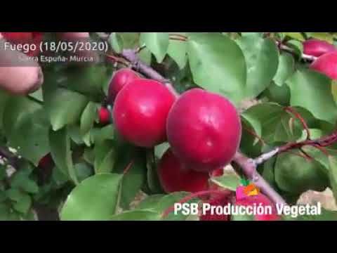 PSB FUEGO | BETA FİDAN