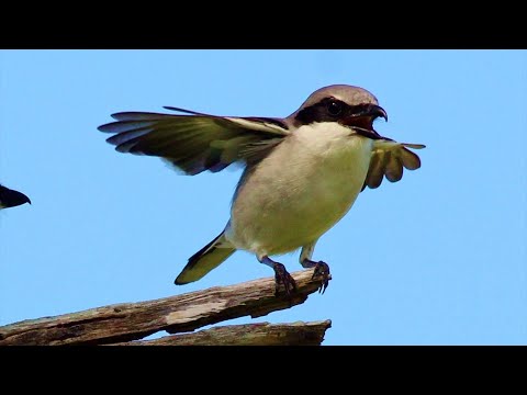 Loggerhead Shrike
