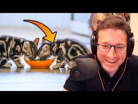 Man SWITCHED OUT His Wife's Cat without Telling Her for 6 YEARS | PKA