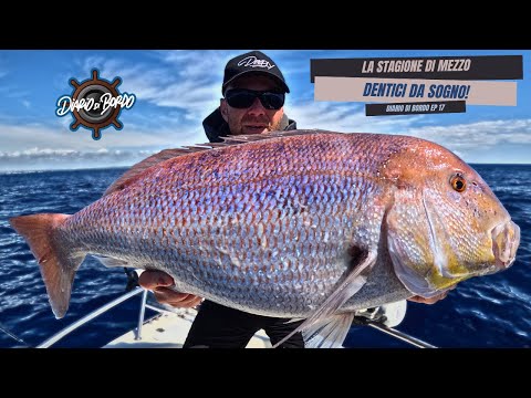 DREAM DENTICS - VERTICAL FISHING IN THE MID-SEASON Logbook EP. 17 VERTICAL FISHING