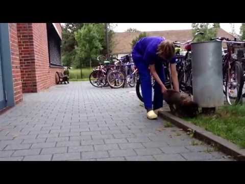 2014-07-02 Physiotherapie TiHo Hannover