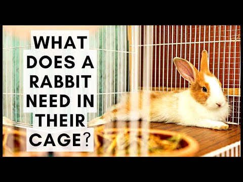 , title : 'What Does a Rabbit Need in Their Cage?'