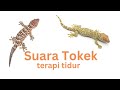 Suara Tokek Pengantar Tidur Gecko Sound