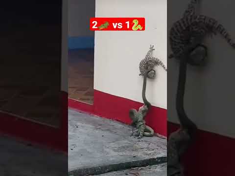 LIZARD VS SNAKE#shorts
