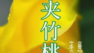 #植物科普 #大自然的馈赠 #我的乡村生活 古装宫廷剧里经常出现的有毒植物，有着漂亮外表的，夹竹桃，你的家乡有吗？