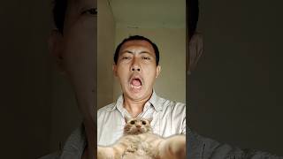 Download lagu sirsak dibaca sarsik 🤭 #kinditv #funny #trending #memes #shorts mp3