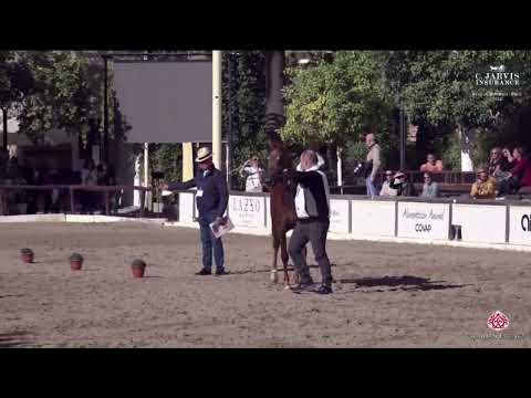 N 97 APOLO P F    AECCA Arabian Horse of Spanish Lines Show 2024   Colts Class 4