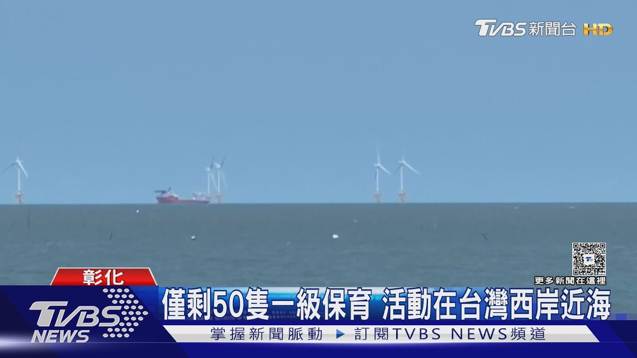 彰化外海驚現「粉紅精靈」！白海豚躍出水面　全台僅剩50隻