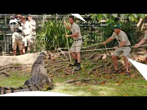 Australia Zoo 50th Anniversary and Bindi’s Birthday| Crikey! It's The Irwins S2 E1,12| Animal Planet