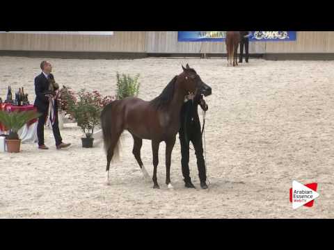 Deauville Arabian Cup 2016 - Junior Male Championship