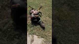 Video preview image #1 Coonhound Puppy For Sale in McKinney, TX, USA