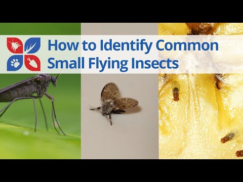 Common Small Flying Insects Identification | DoMyOwn.com