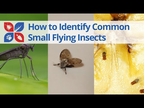  Common Small Flying Insects Identification Video 