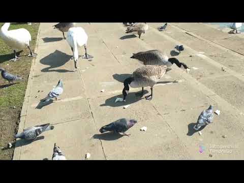 In parcul din Peterborough/ Peterborough park