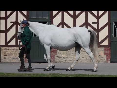 2024 PUREBRED ARABIAN SALE - Lot 98 - m. NAWATHER(QUAZAR x ALEEFA)