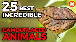 25 Incredible Camouflaged Animals