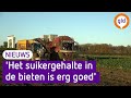 Meevaller voor boeren: de suikerbieten doen het (eindelijk) goed