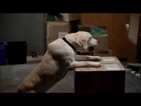 The Dog Who Saved Summer trailer