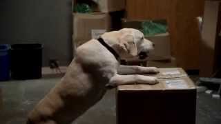 Trailer Preview Image