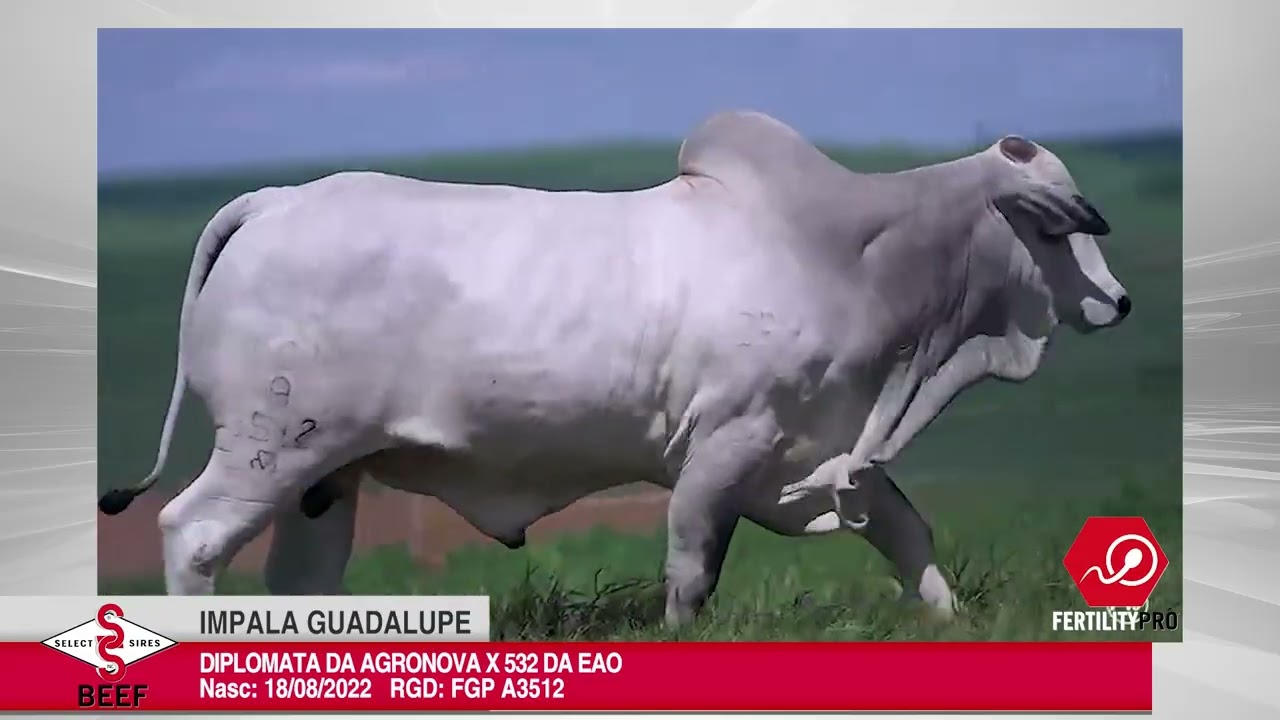 Vídeo IMPALA GUADALUPE